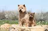 CAIRN TERRIER 237